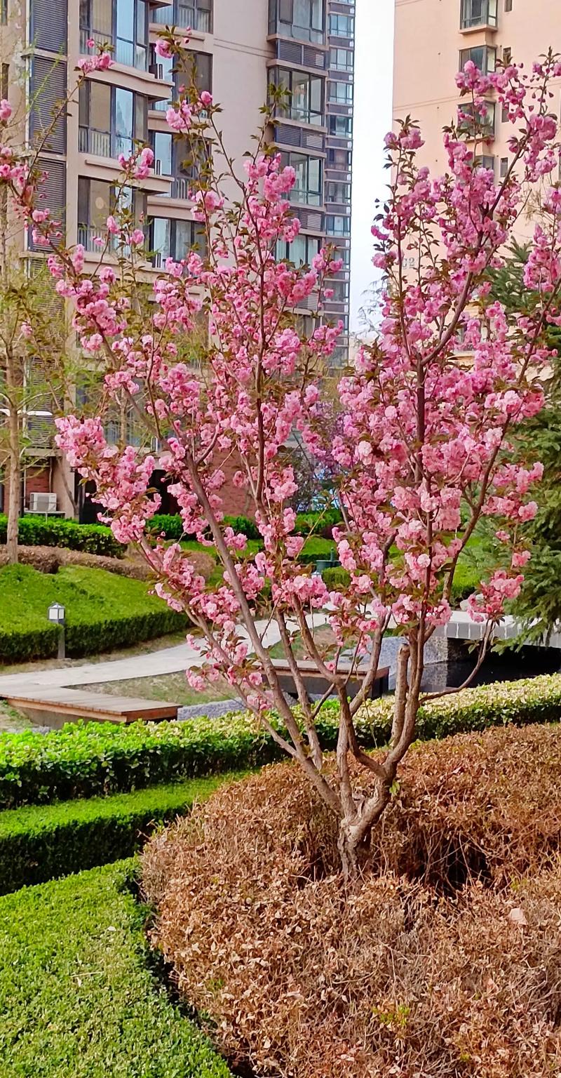 发现美好:城市花园春景图
