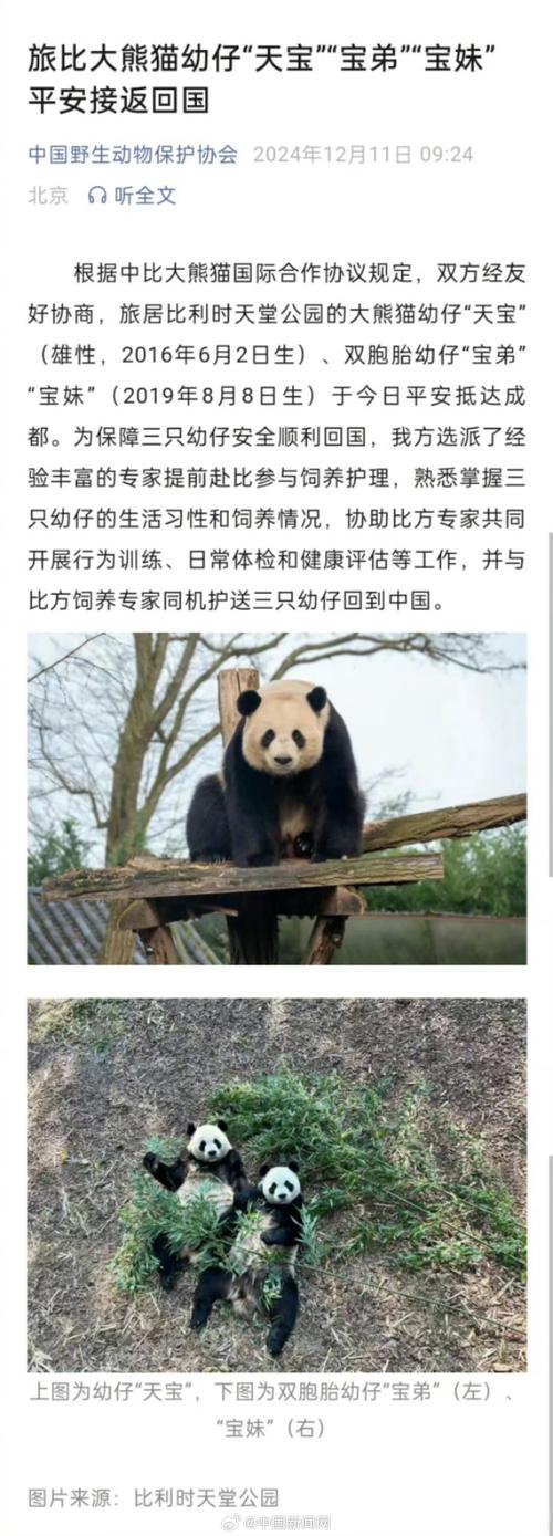 欢迎回国!旅比3只大熊猫今日平安抵达雅安基地