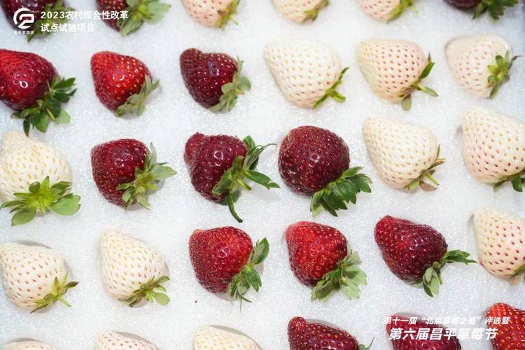 迎接新春佳节,昌平推出“中莓”系列草莓新品种