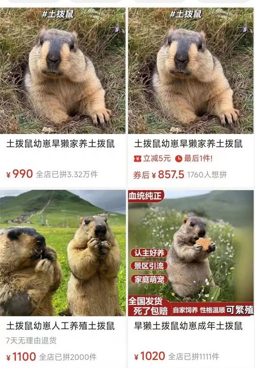 网购土拨鼠火了！无防疫证明，普通快递运输，还敢买吗？