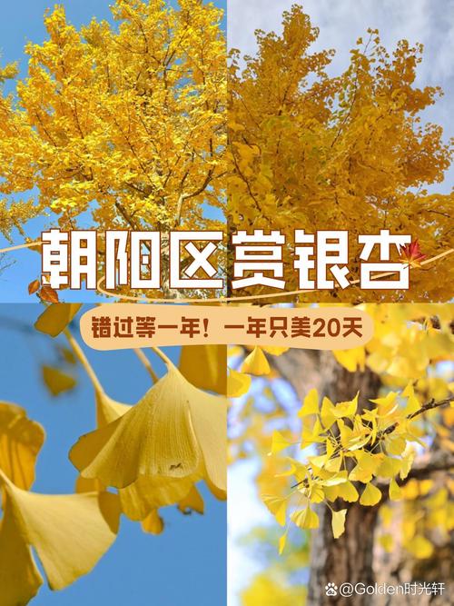 2023年北京银杏观赏指南