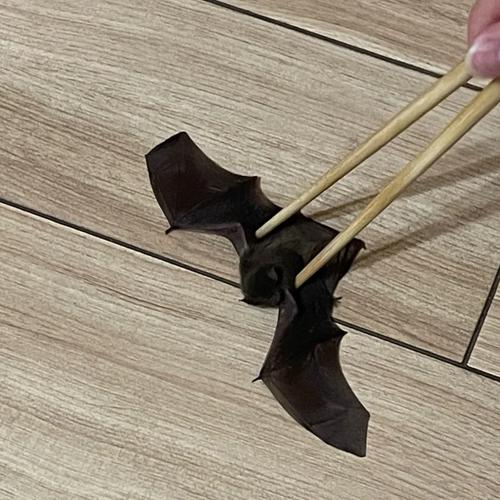 北京口岸首次!首都机场海关在客舱内捕获活体蝙蝠