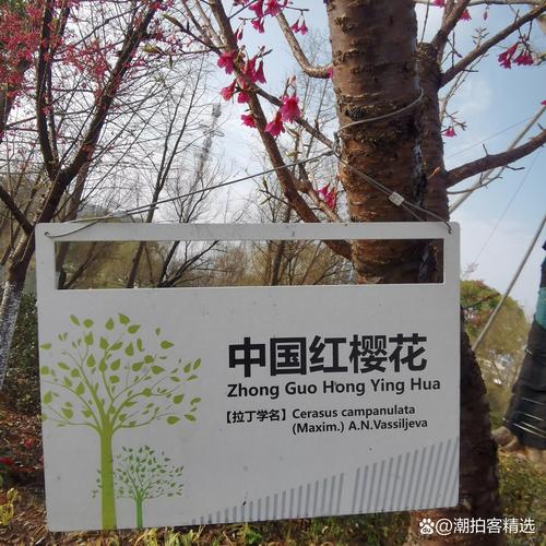 京城拍客今日精选|鲜花映月美 壮丽中国红