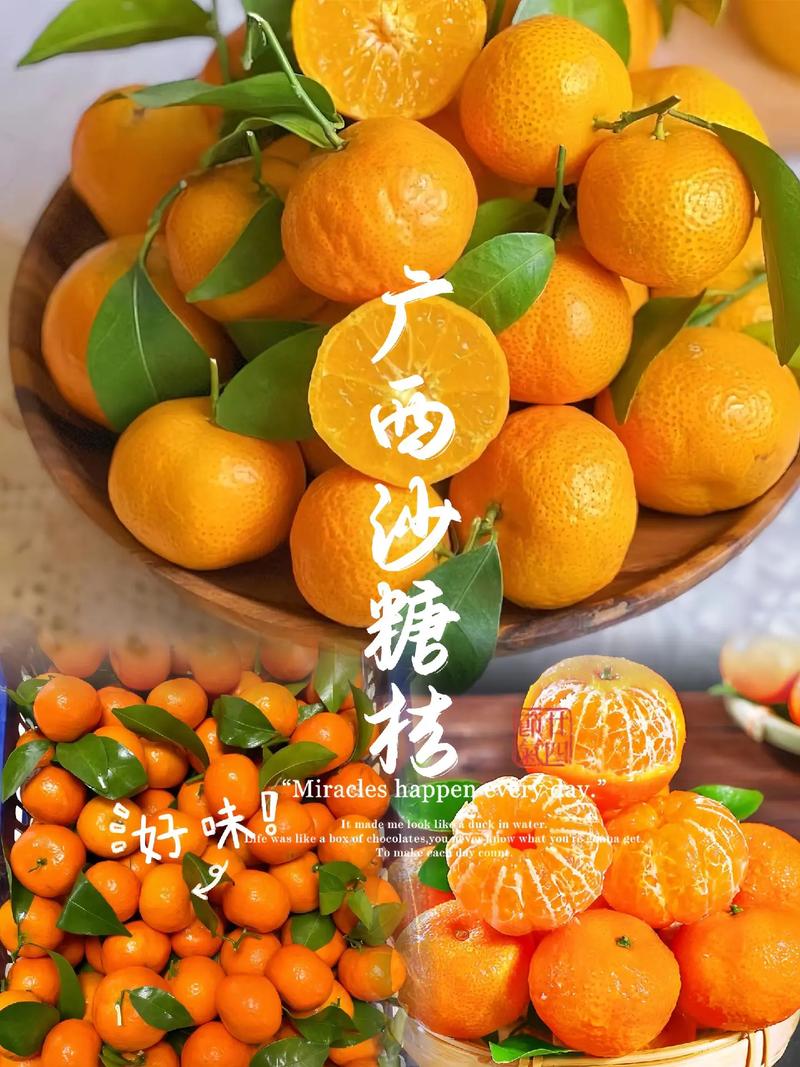 对东北,小砂糖橘有这些话想说
