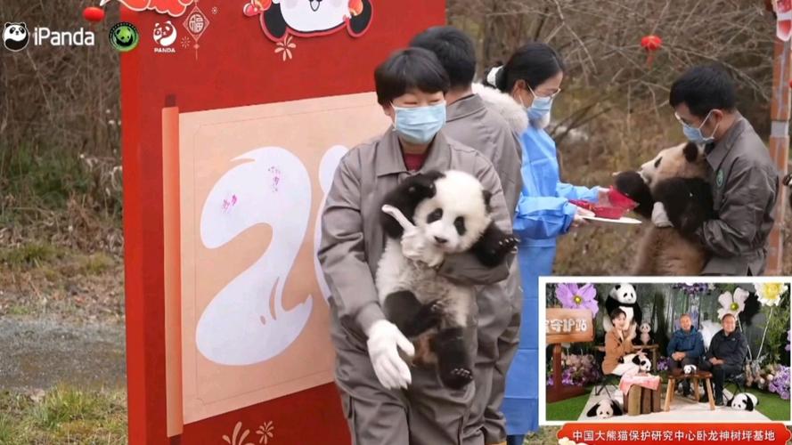 熊猫基地2022级新生大熊猫宝宝集体亮相