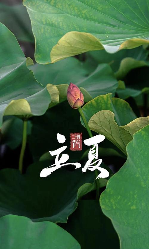 澎湃视觉每日海报|今日立夏