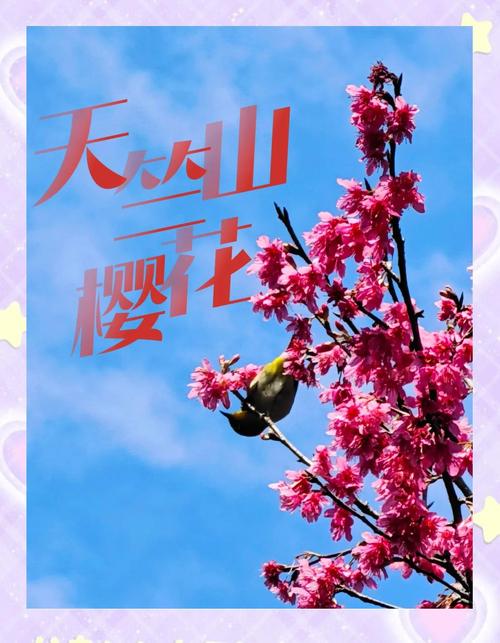 (八闽千姿)“厦门后花园”天竺山桐花迎宾 “赏花经济”助推乡村振兴